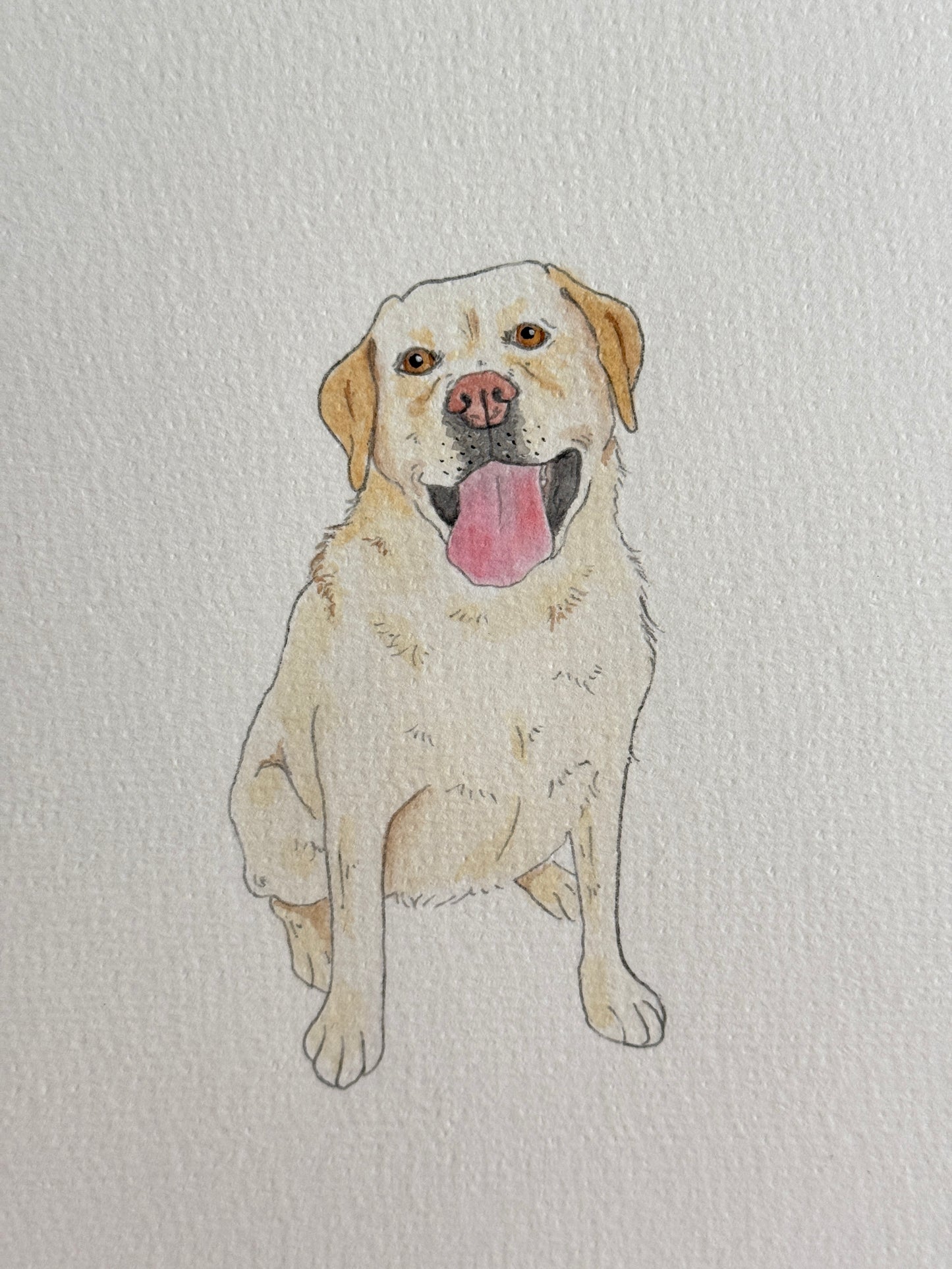 Hand Drawn Pet Portraits